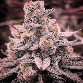 Zpaze Gaz > R-Kiem Seeds